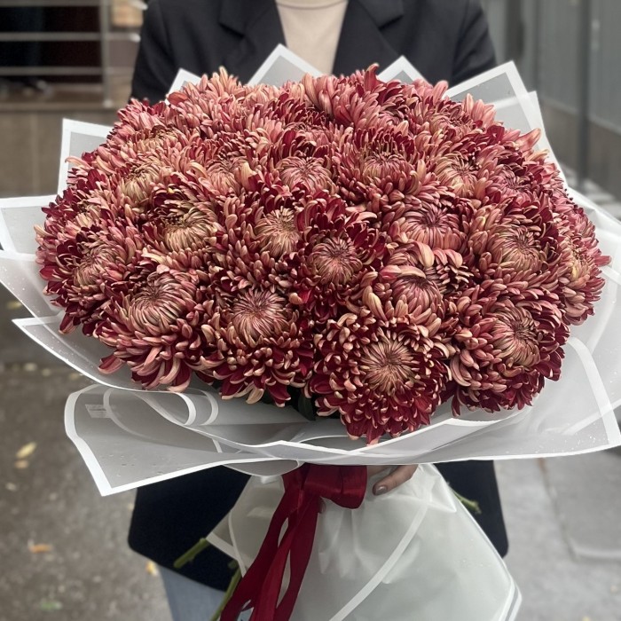 35 бордовых хризантем