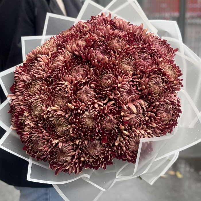35 бордовых хризантем