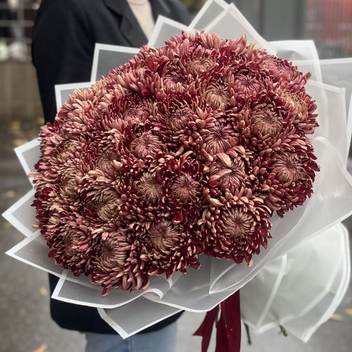 35 бордовых хризантем