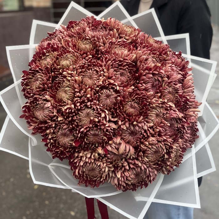 35 бордовых хризантем