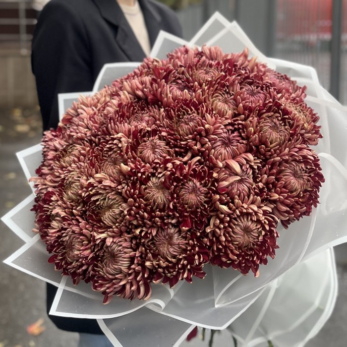 35 бордовых хризантем