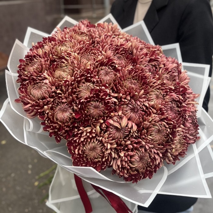 35 бордовых хризантем