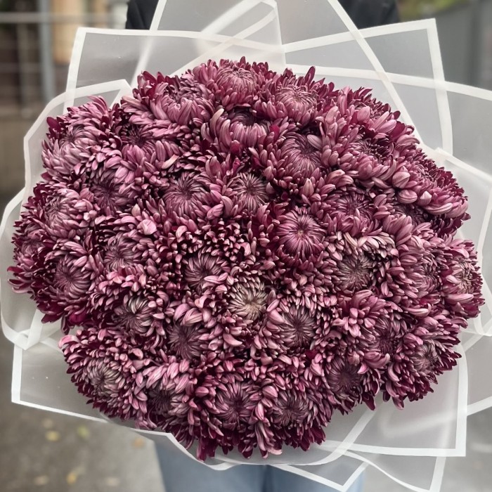 35 фиолетовых хризантем