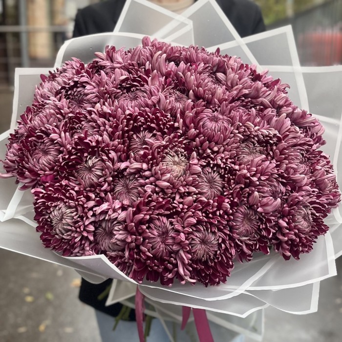 35 фиолетовых хризантем