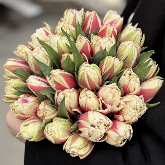 35 пионовидных красно-белых тюльпанов в коробке