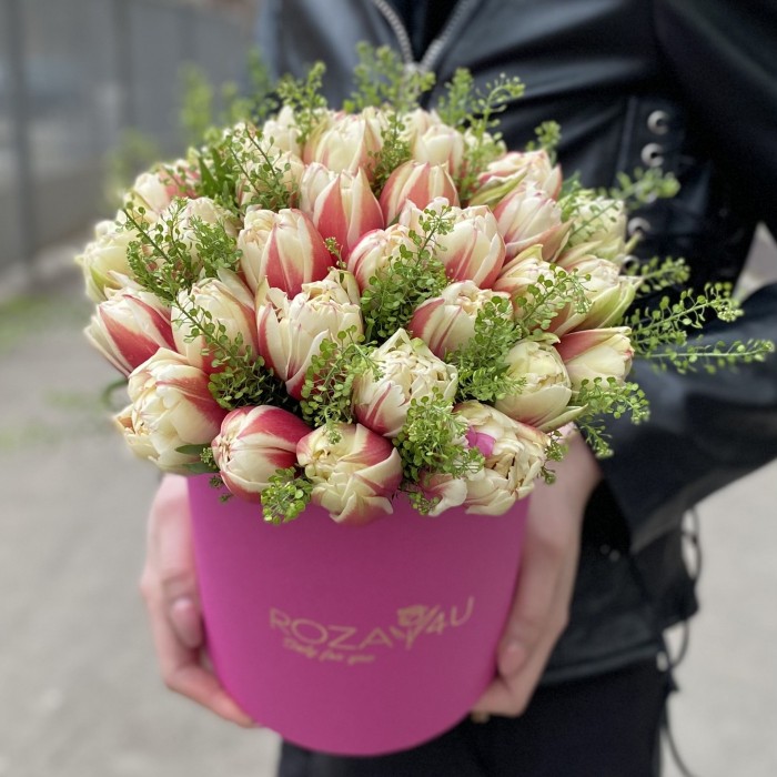 35 красно-белых тюльпанов Вермонт с гринбеллом в коробке