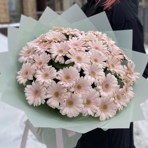 37 нежно-розовых гербер