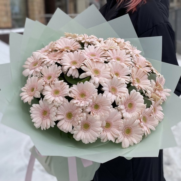 37 нежно-розовых гербер