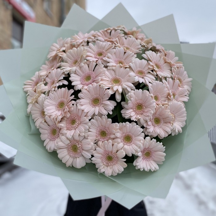 37 нежно-розовых гербер