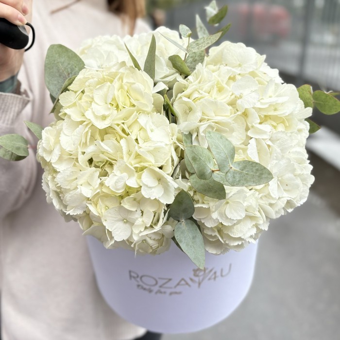 3 белые гортензии с эвкалиптом в коробке
