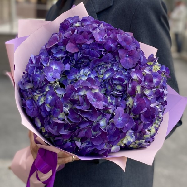 3 фиолетовые гортензии