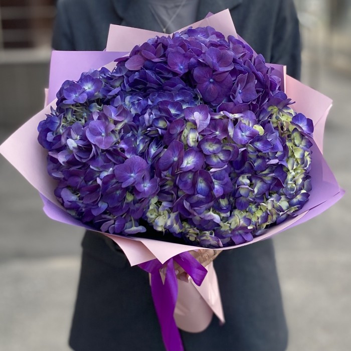 3 фиолетовые гортензии