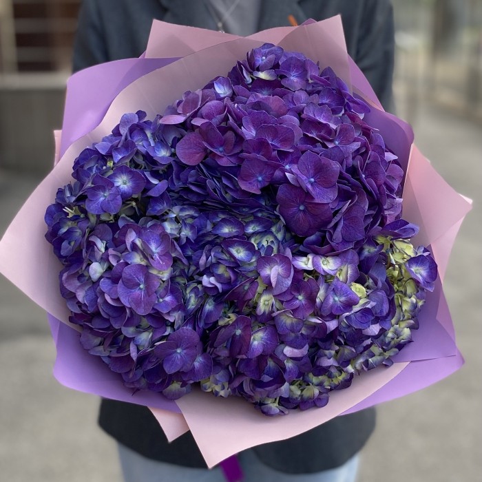 3 фиолетовые гортензии