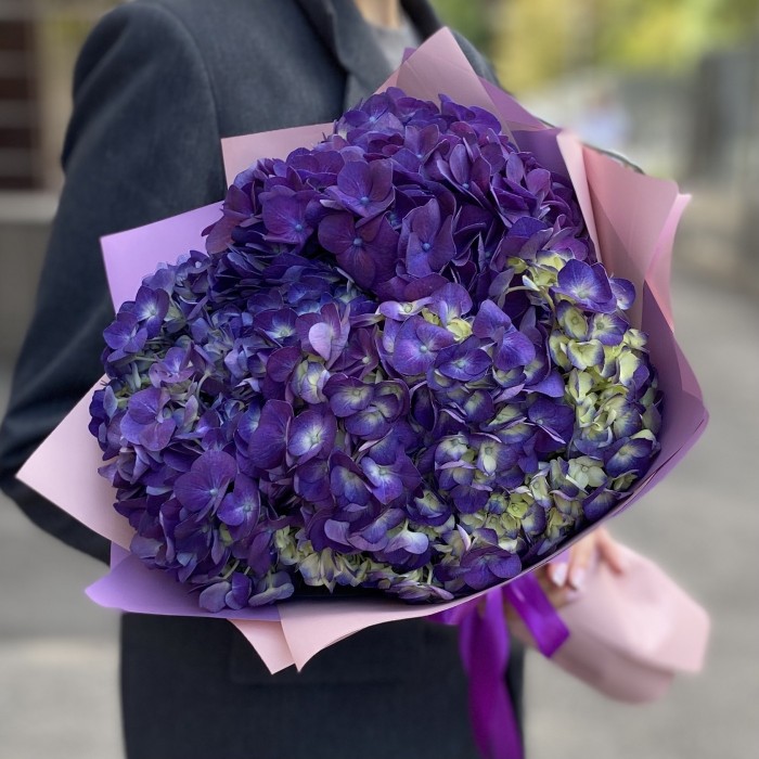 3 фиолетовые гортензии