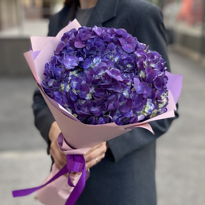 3 фиолетовые гортензии