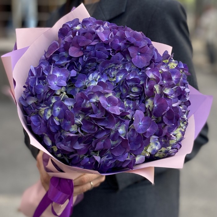 3 фиолетовые гортензии