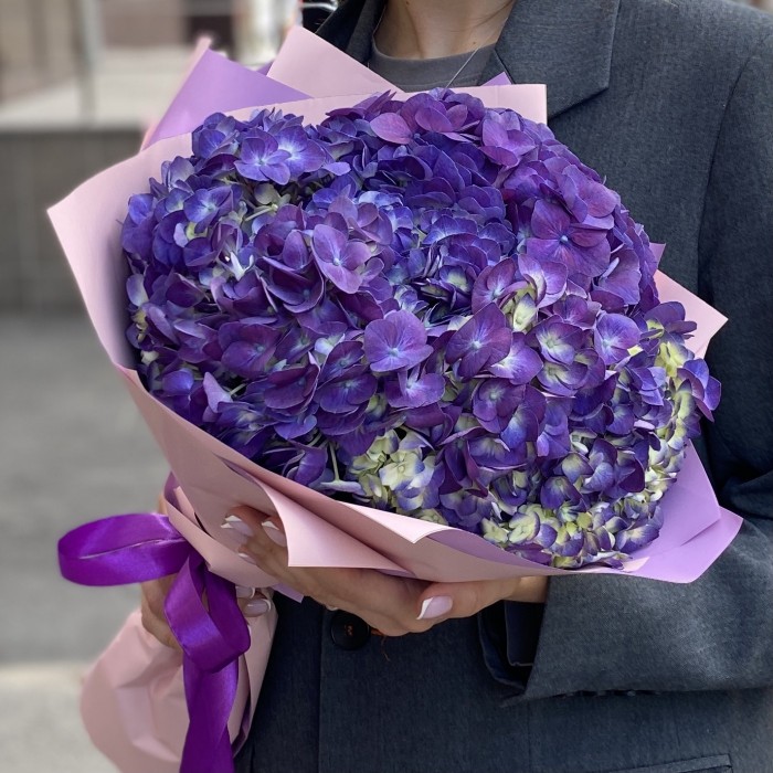 3 фиолетовые гортензии