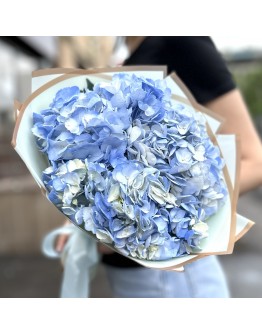 3 голубые гортензии