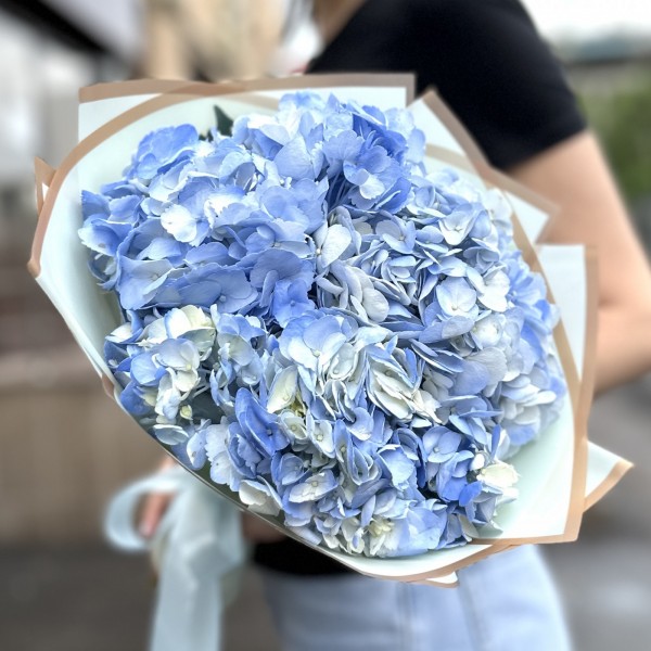 3 голубые гортензии