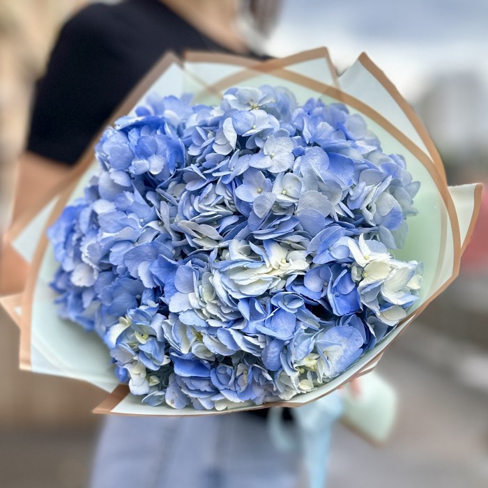3 голубые гортензии