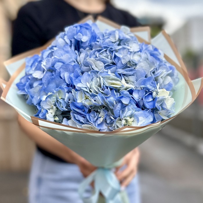 3 голубые гортензии