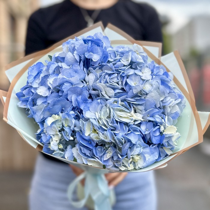 3 голубые гортензии