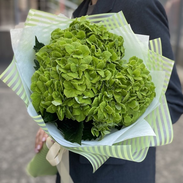 3 зеленые гортензии Дарк Грин