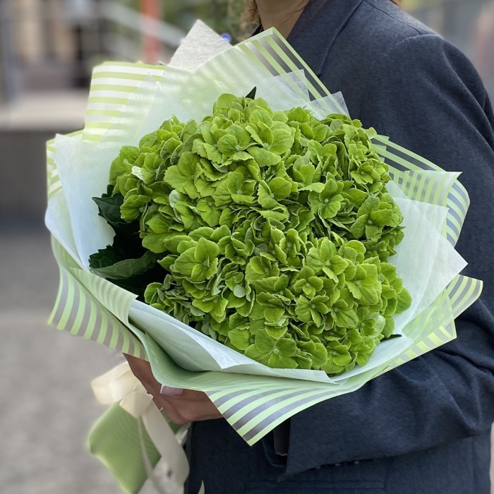 3 зеленые гортензии Дарк Грин