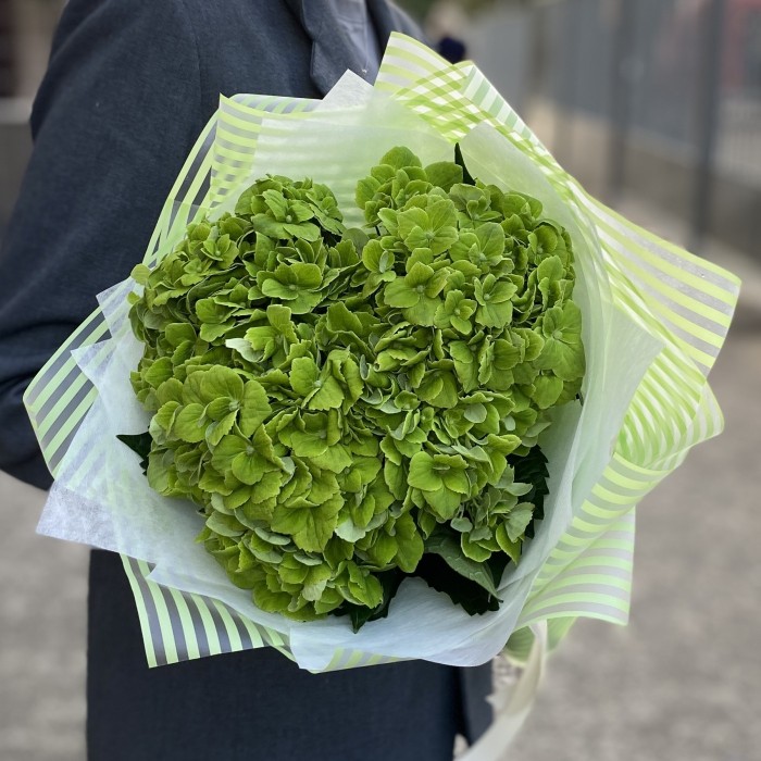 3 зеленые гортензии Дарк Грин