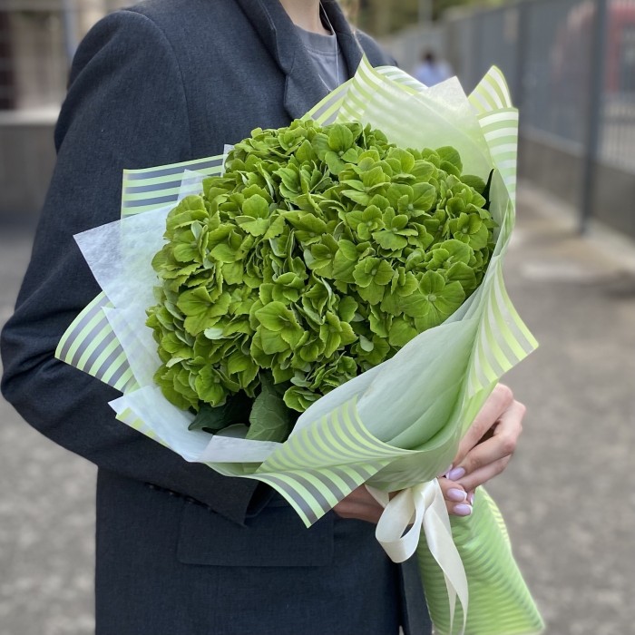 3 зеленые гортензии Дарк Грин