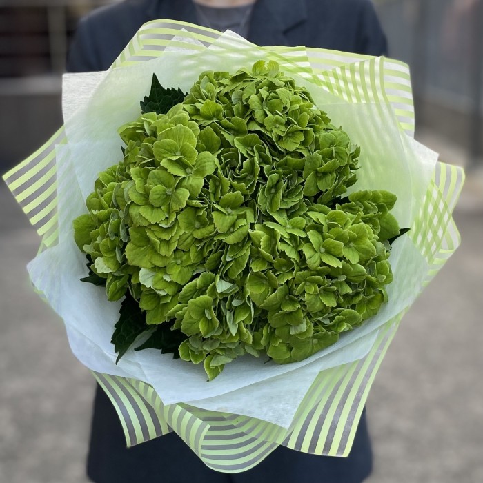 3 зеленые гортензии Дарк Грин