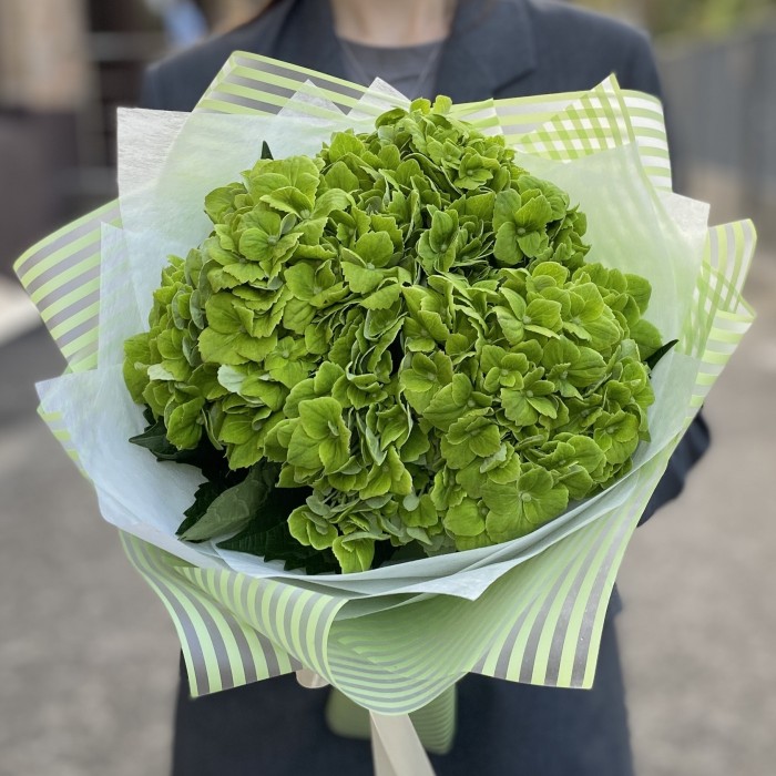 3 зеленые гортензии Дарк Грин