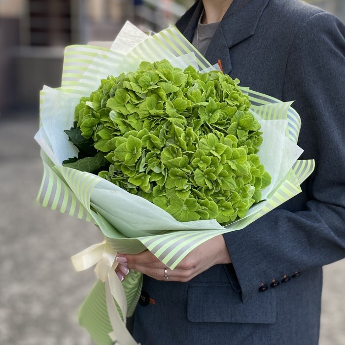 3 зеленые гортензии Дарк Грин