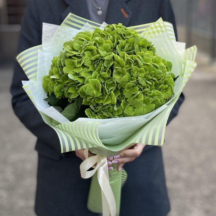 3 зеленые гортензии Дарк Грин