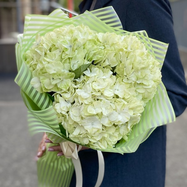 3 гортензии Лайм Грин