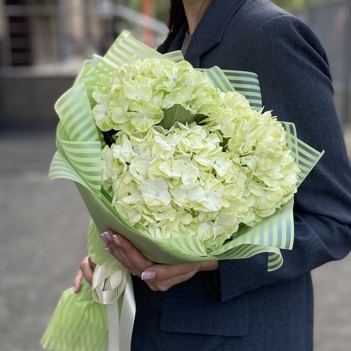 3 гортензии Лайм Грин