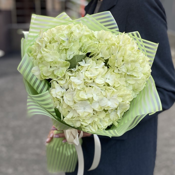 3 гортензии Лайм Грин