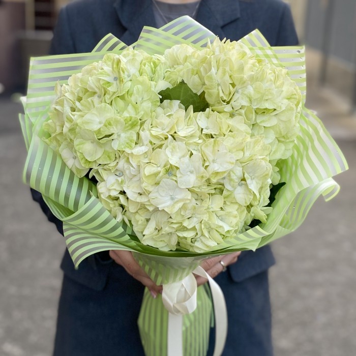 3 гортензии Лайм Грин