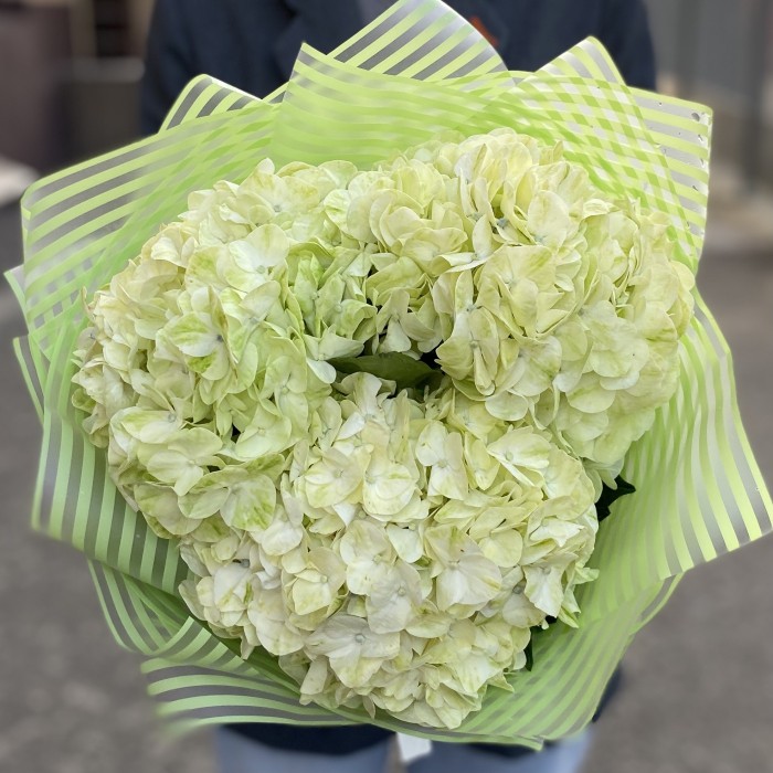 3 гортензии Лайм Грин