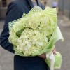 3 гортензии Лайм Грин