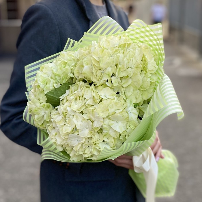 3 гортензии Лайм Грин