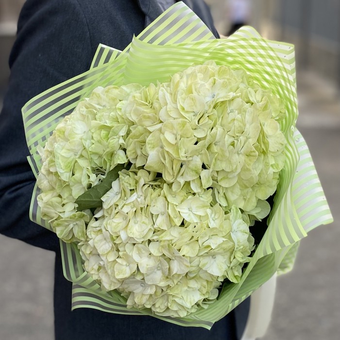 3 гортензии Лайм Грин