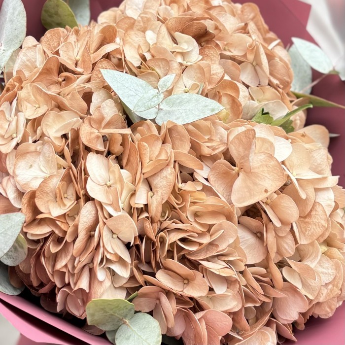 3 гортензии капучино с эвкалиптом