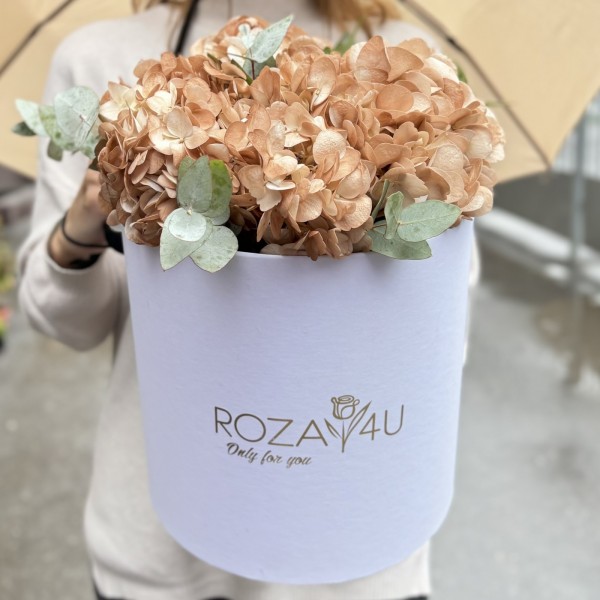 3 гортензии капучино с эвкалиптом в коробке