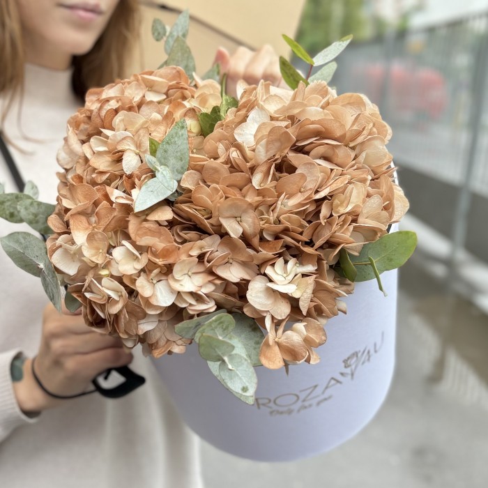3 гортензии капучино с эвкалиптом в коробке