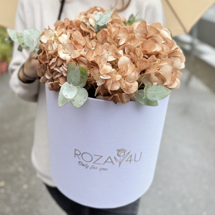 3 гортензии капучино с эвкалиптом в коробке
