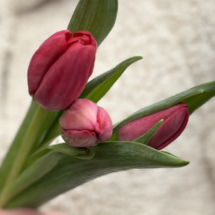 3 красных тюльпана