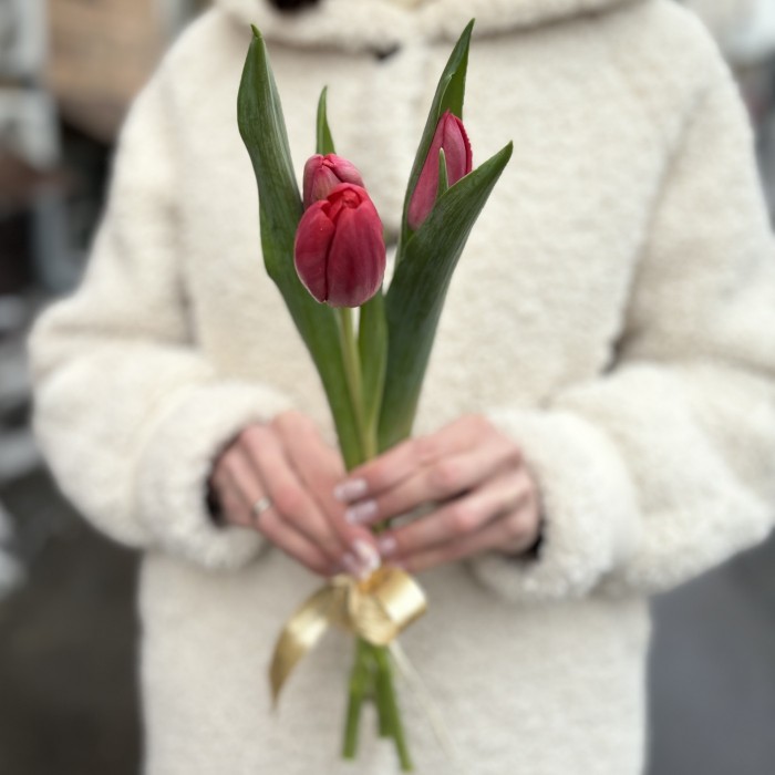 3 красных тюльпана