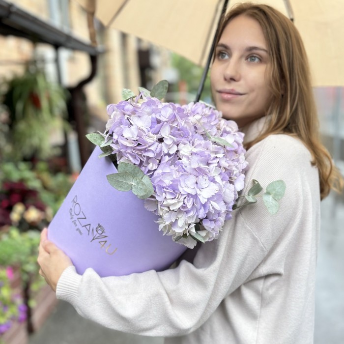 3 лавандовые гортензии с эвкалиптом в коробке