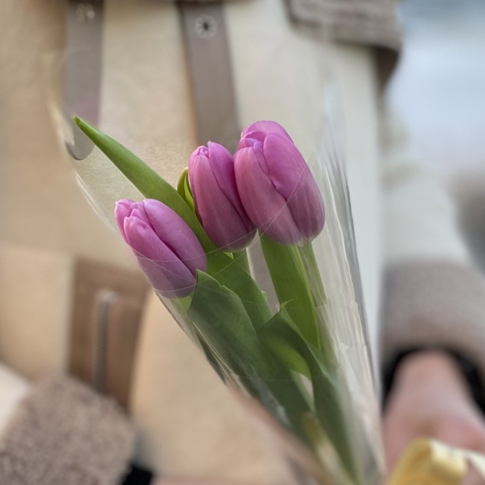 3 лиловых тюльпана в пленке
